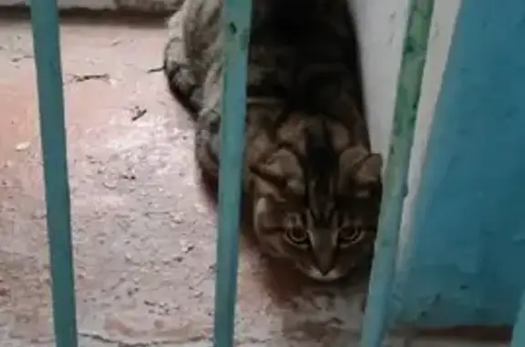 Найдена кошка по ул. Проспект Октября, д. 123