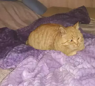 Кошки потеряшки, Армавир, фото: Потеряшка кошка Симба, ул. Советской Армии, Армавир