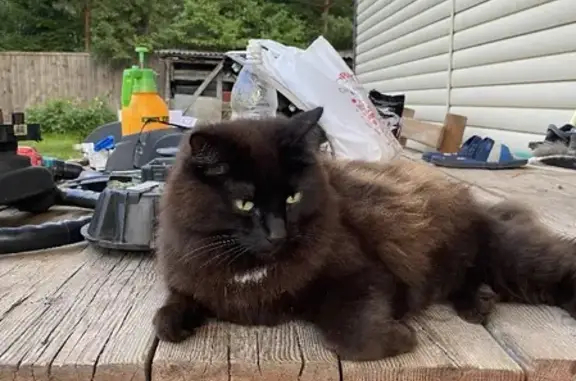 Найден черный кот в Кашино на Колхозной улице