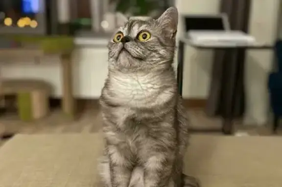 Кошки потеряшки, Москва, фото: Потеряшка кошка Мишель в Ландшафтном парке Митино, Москва.