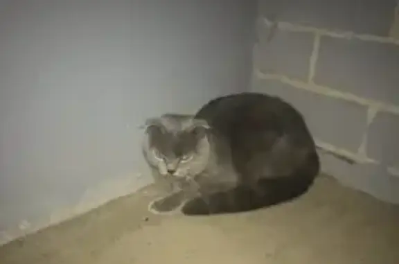 Объявления о пропавших и найденных животных, Киров, фото: Пропала кошка Стеша на ул. Риммы Юровской 2, Киров.