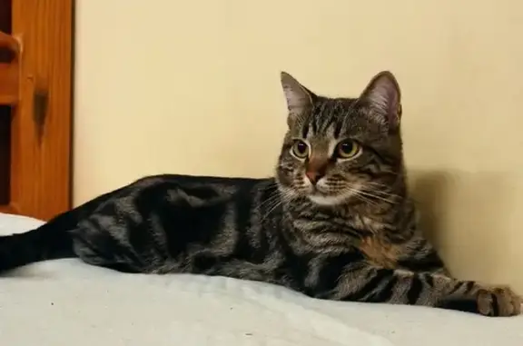 Кошки потеряшки, Москва, фото: Потеряшка кошка на Руднёвке, Москва, ул. 33, буква М на лбу