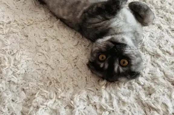 Кошки потеряшки, Ровное, фото: Потеряшка кошка Алиса, 8 мес, Ровноехабаровск, 31 июня, тел. 89243082121