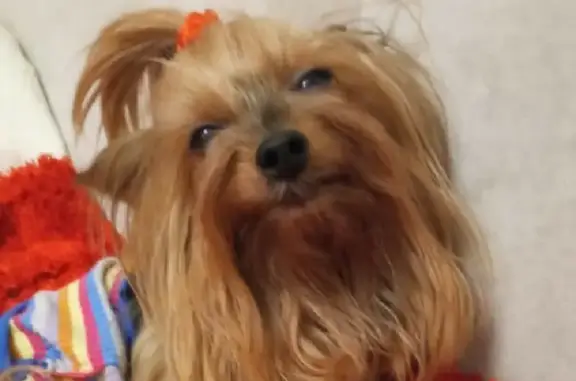 Собаки потеряшки, Москва, фото: Потеряшка йорк Персик с ул. Вишневая 23, СНТ Горбуша