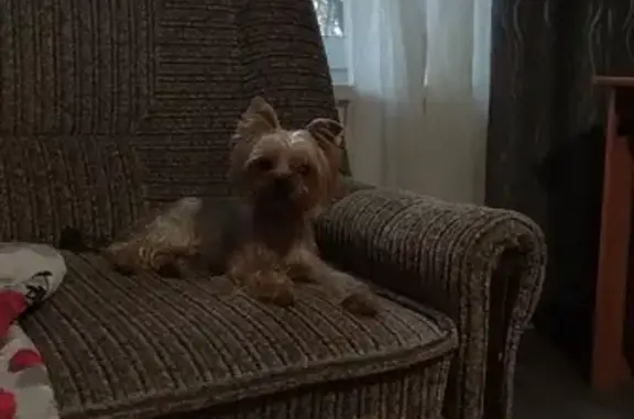 Собаки потеряшки, Москва, фото: Потеряшка собака на Волгоградском проспекте, Москва