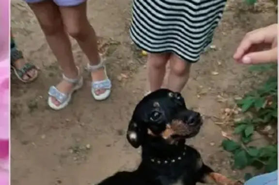 Найдена собака в Красноармейском районе, ищем хозяина
