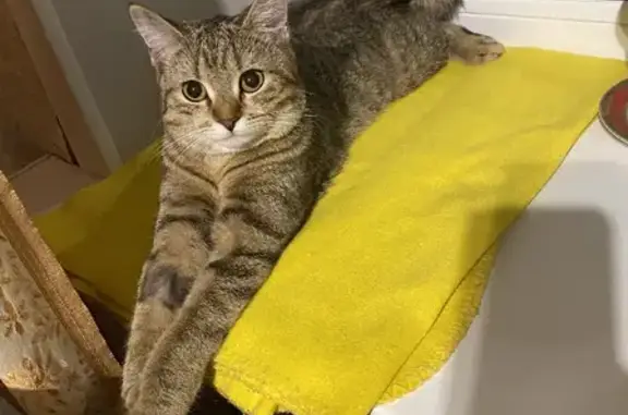 Кошки потеряшки, Ульяновск, фото: Потеряшка кошка Мэйси на ул. Кирова, 2 в Ульяновске