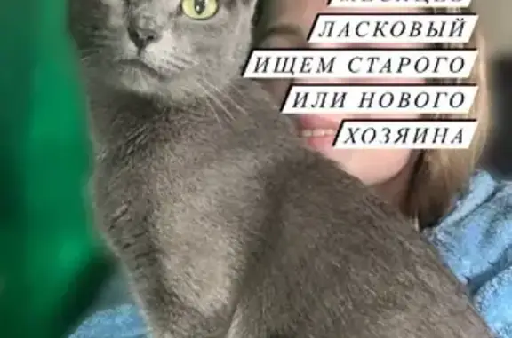 Найдена ласковая кошка на Лежневском шоссе