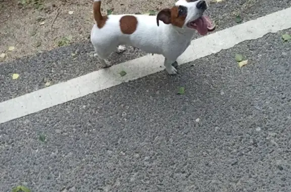 Собака Джек Рассел найдена на Лесной улице, Алабино