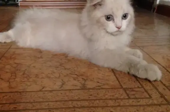Найден породистый котенок в Волжском, ищем нового хозяина