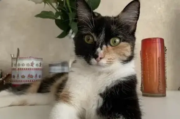 Кошки потеряшки, Санкт-Петербург, фото: Потеряшка кошка Плюша, Гладкова 23, СПб