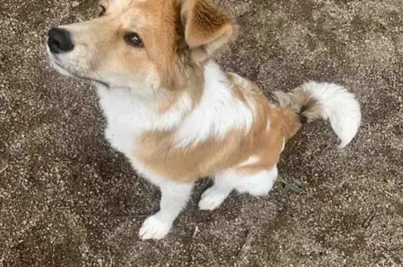 Найдена собака на ул. Анохина, Чита