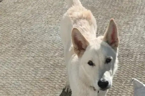 Найдена собака на улице Космонавтов, 2 в Солнечном