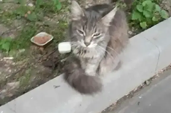 Кошка найдена на Михневском проезде, 6 в Москве.