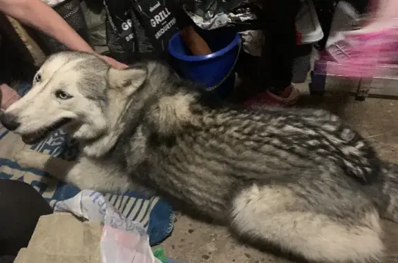 Найдена собака Хаски на улице Кутузова, 34 в Казани