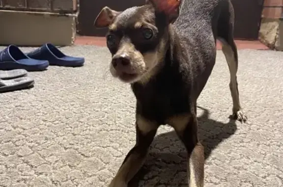Найдена собака в посёлке Вёшки, Москва, МО