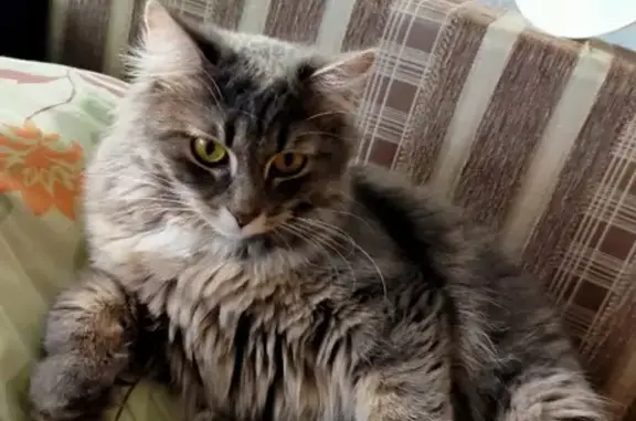 Объявления о пропавших и найденных животных, Москва, фото: Пропала кошка с ул. Мусы Джалиля, Москва