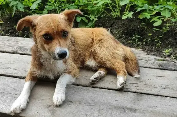 Собака найдена в Рощино, могу доставить во Владивосток