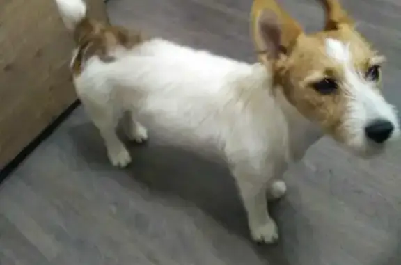 Пропала собака Пина в СНТ Ивушка, Краснодар.
