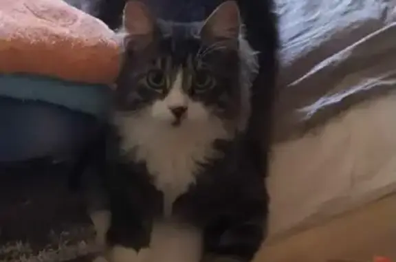 Кошки потеряшки, Санкт-Петербург, фото: Потеряшка кот Чучик на Искровском проспекте 21, СПб