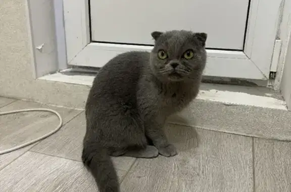 Найдена кошка на 50 лет ВЛКСМ, 18В, Ставрополь