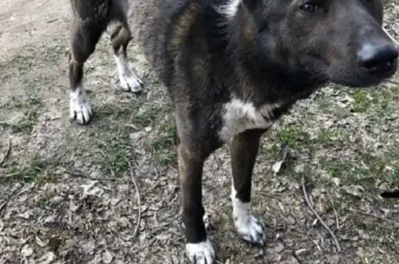 Найдена собака в д. Карачево, Калужская область