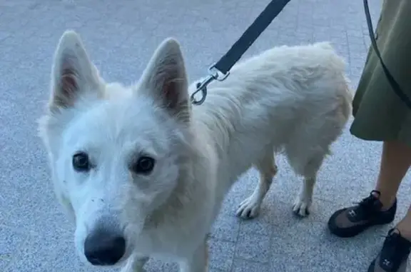Найдена собака на улице Острякова