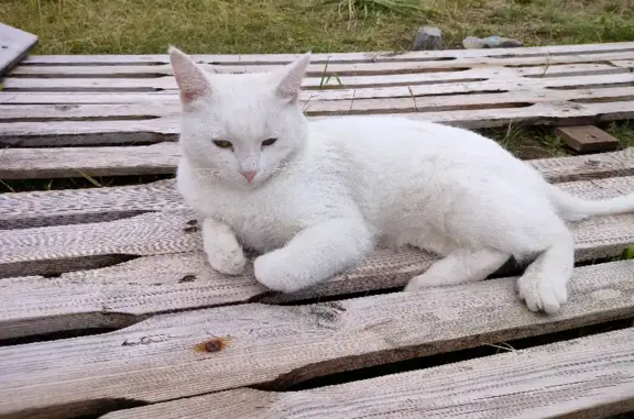 Пропала кошка в Борцовском сельсовете