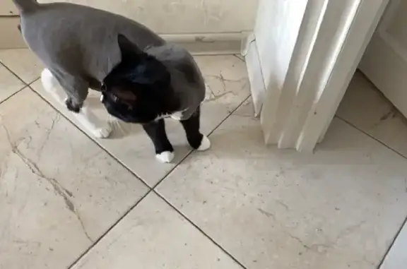 Потерянные животные Москва, фото: Пропала кошка Милка на ул. Авиаторов, Москва