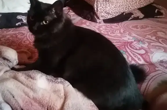 Кошки потеряшки, Москва, фото: Потеряшка кошка на Туристской, Москва, Окрас чёрный, пушистый хвост, кота зовут лаки