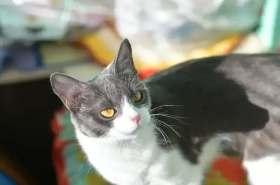 Пропала кошка в Ягуле, Удмуртия, серо-белого окраса, 2 года.