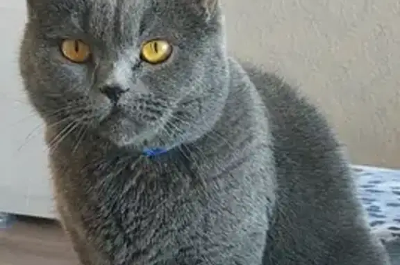 Пропала серая Британская кошка с ошейником в Московской области