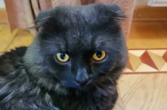 Найдена шотландская вислоухая кошка в Московском поселении