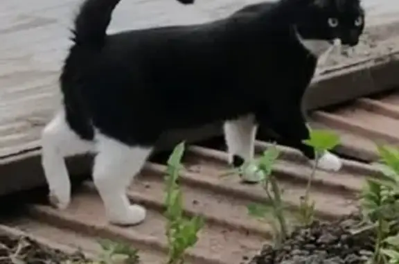Пропала кошка Лиля в Зеленково, Истринский район, МО