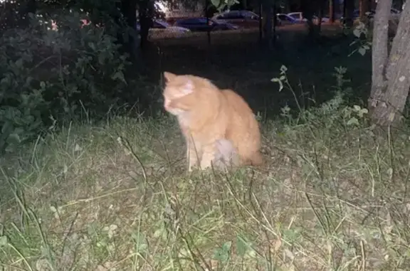 Найдена кошка на ул. Академика Павлова, Москва