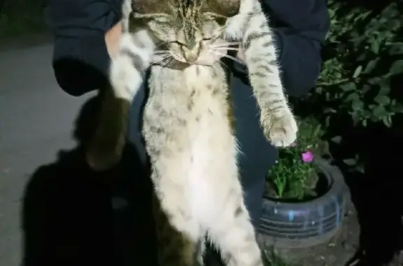 Найдена полосатая кошка на ул. Ивана Черных, Томск