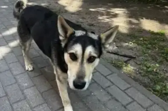 Найдена собака в районе Старопрегольской-Ольштынской