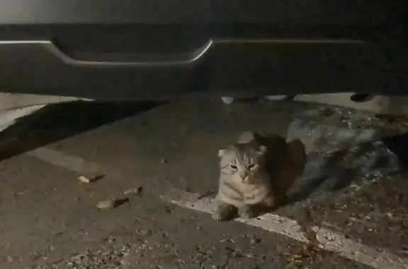 Найден истощенный котенок возле метро Горки