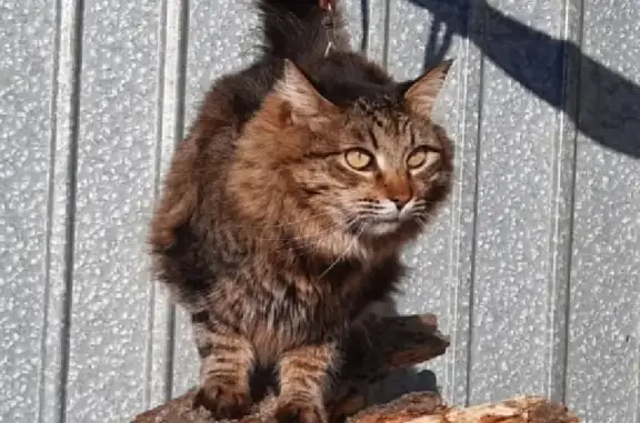 Кошки потеряшки, Тавричанка, фото: Потеряшка кошка на Индустриальной, вознаграждение!