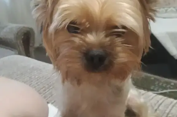 Собаки потеряшки, Москва, фото: Потеряшка Йорк с клеймом 03.08. на Волгоградском проспекте, Москва