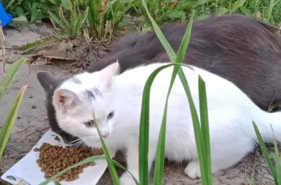 Белый котенок с серыми пятнышками на мордочке на улице Строителей, 18