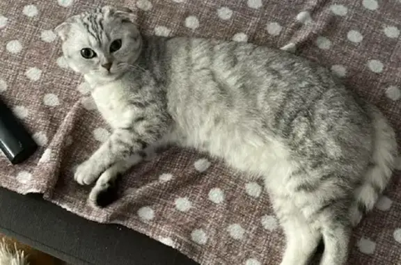 Кошки потеряшки, Москва, фото: Потеряшка кот на ул. Бестужевых, Москва