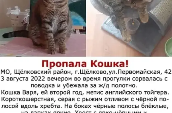 Пропала кошка на улице Первомайская, 44, Щёлково.