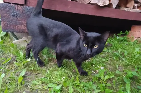 Найден чёрный кот в районе СНТ 