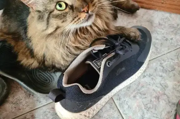 Объявления о пропавших и найденных животных, Москва, фото: Пропал кот Антик на Шокальского, 6 (Москва)