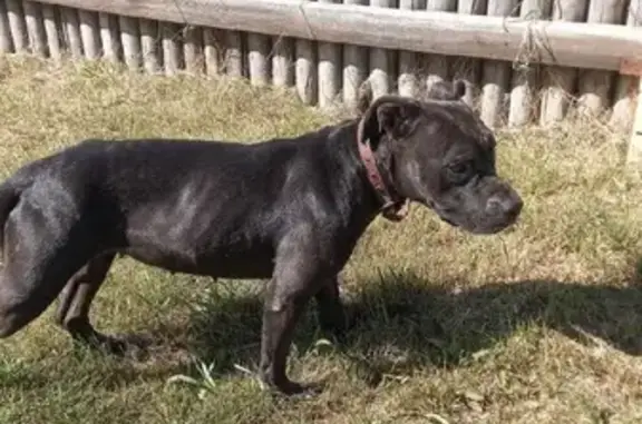 Собака-щенок найдена в Тюмени