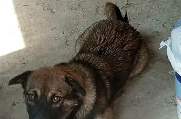 Пропала собака Миша в Феодосии на Керченском шоссе