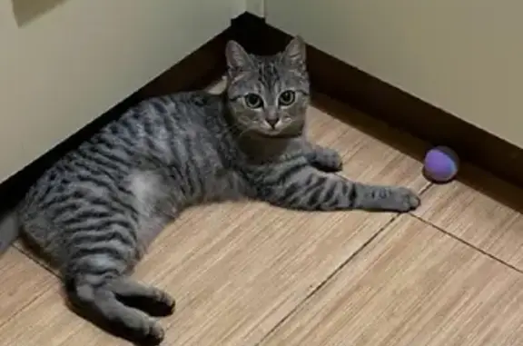 Кошки потеряшки, Москва, фото: Потеряшка кошка Хюррем на ул. Демьяна Бедного, Москва