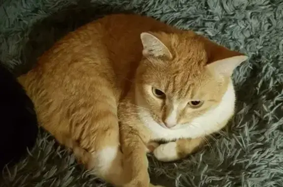 Пропала кошка Мелкий в Нягани, 30 июля