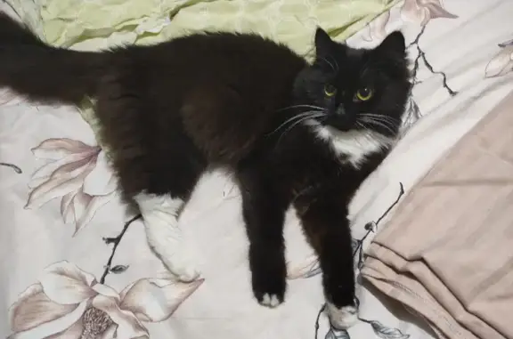 Кошки потеряшки, Тольятти, фото: Потеряшка кошка на Гидротехнической, 18